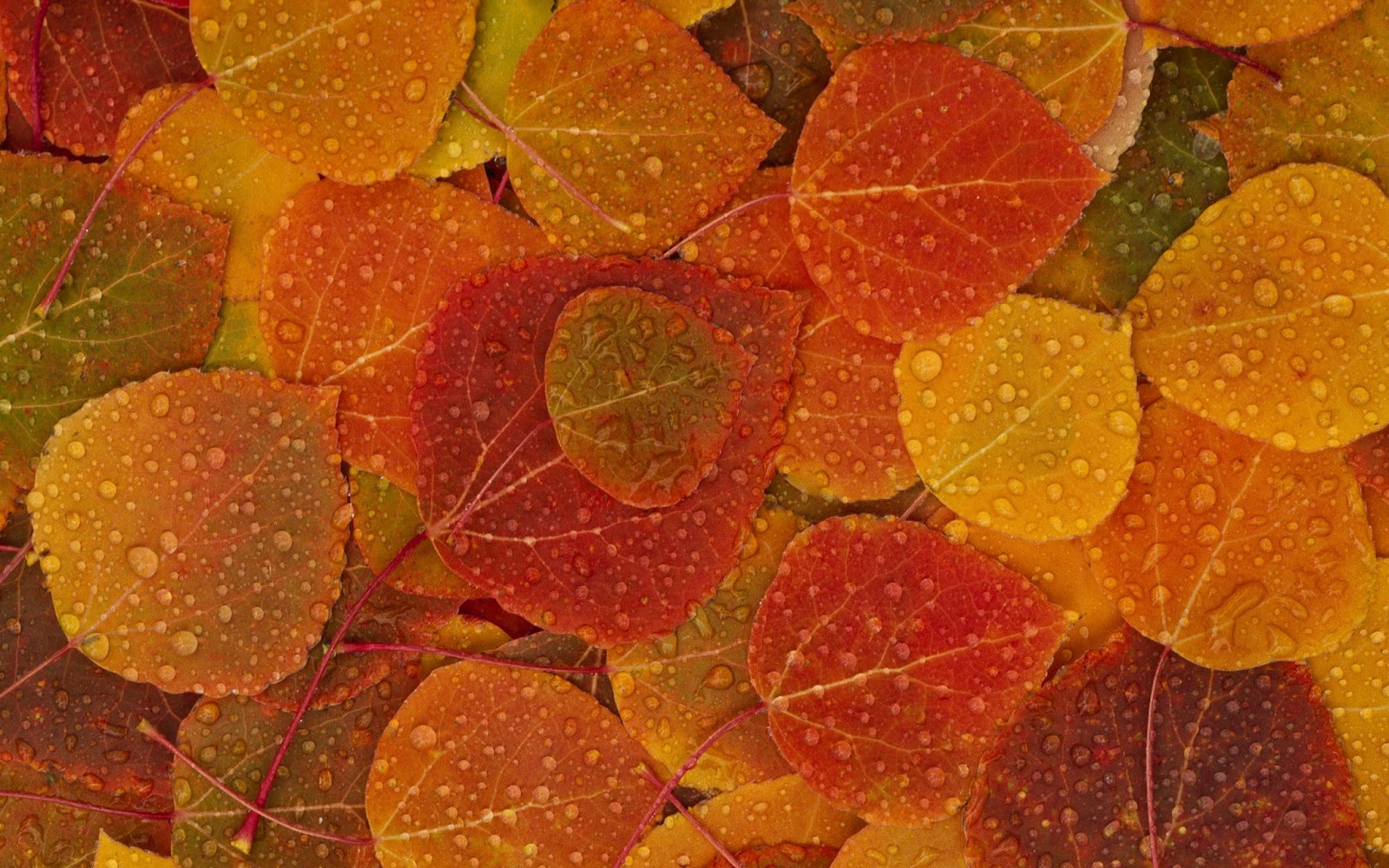 30 Wallpaper Autumn Keren Dan Cantik Terbaru Bangiz