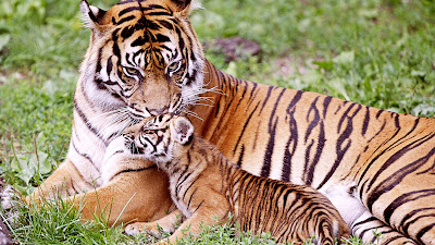 tiger with her baby