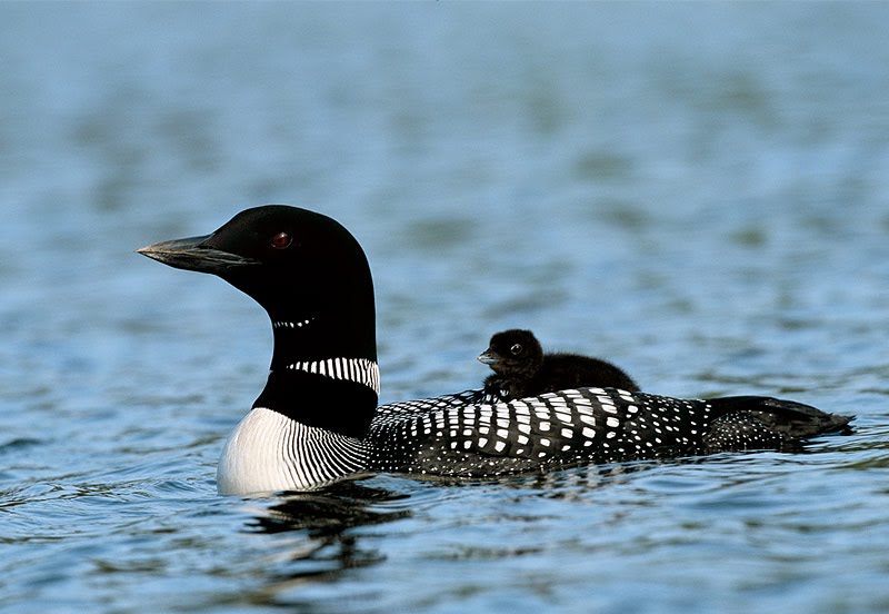 common loon feet. with the loons yesterday