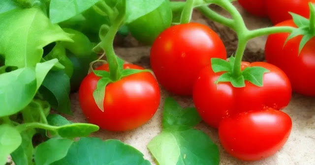 7 Surprising Health Benefits of Tomatoes