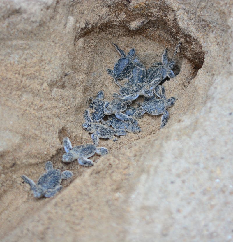 200 Baby Turtles Born at Banyan Tree Samui Thai resort nurses green turtles to life