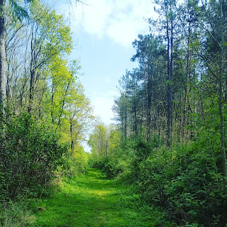 A Pathway in College Wood, Nr Nash Buckinghamshire