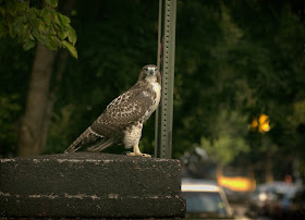 Tompkins Square red-tailed hawk fledgling