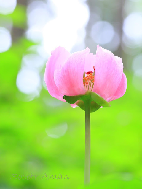 Paeonia obovata