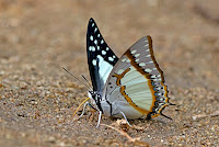 Polyura eudamippus