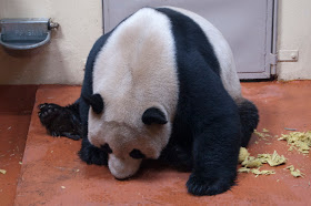 Panda enjoying panda cake