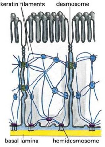 Hemidesmosomes