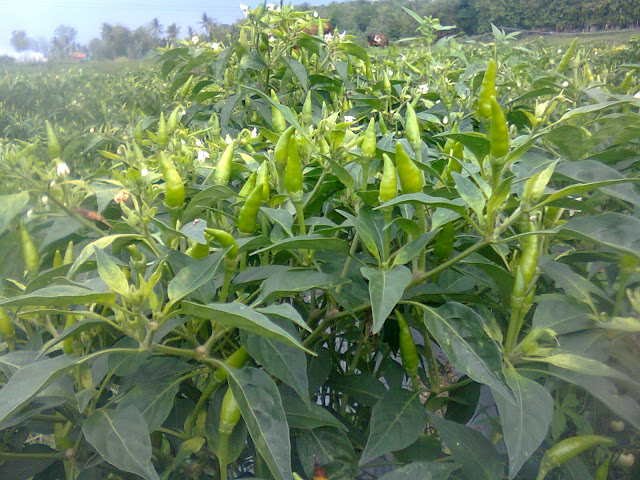 Tanaman cabe tumbuh subur dengan lahan terbebas dari gulma