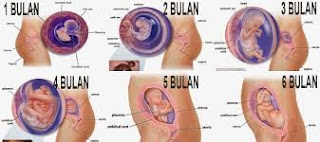 hallo teman-teman, kali ini kita akan bahas soal dan pembahasan biologi tentang sistem reproduksi pada manusia. soal dan pembahasan uas biologi kelas 11. soal dan pembahasan ulangan biologi tentang sistem reproduksi manusia. peningkatan kadar hormon estrogen dan progesteron pada wanita hamil dihasilkan oleh. selaput pembungkus embrio yang dapat menghasilkan air ketuban untuk melindungi embrio dari guncangan adalah. bagian yang merupakan tempat penyaluran zat makanan, O2, sampah, dan CO2 antara ibu dan janin di rahim dinamakan. selama siklus menstruasi, ... dan ... disekresi oleh korpus luteum di uterus agar terjadi kehamilan. selama kehamilan, ovarium tidak akan membentuk folikel graaf yang baru karena. jika terdapat luka pada kemaluan, bintik atau bercak di tubuh, dan kelainan saraf jantung atau pembuluh saraf, maka orang tersebut menderita penyakit. infeksi e coli dan chlamydia yang sering terjadi pada saluran reproduksi pria dapat menyebabkan gangguan. zat berikut yang tidak terkandung dalam ASI adalah. pemberian pil KB kepada peserta keluarga berencana bertujuan untuk. pengikatan baian vas deferens dengan tujuan untuk menghambat pematangan sperma dalam istilah KB disebut. organ yang berfungsi sebagai tempat pertumbuhan dan perkembangbiakan janin adalah nomor. pada spermatogenesis, sel yang memiliki kromosom haploid (n) adalah. urutan yang benar dari saluran yang dilewati oleh sel spermatozoa dari testis sampai uretra adalah. pada bayi wanita, oogeneis terhenti pada tahap tertentu dan berlanjut pada masa pubertas tahap itu adalah.