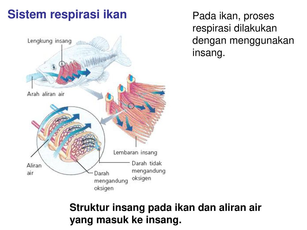 Pras Academy SD Berbagai Sistem  Pernapasan  Pada Hewan 