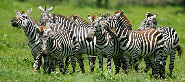 Fakta-Fakta Zebra yang Mengagumkan dan Foto-Foto Zebra