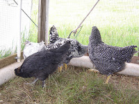 Some of The Pullets 11 weeks old