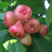 500gm wax apple(the sour type)cut into small pieces.