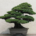 Bonsai Wikipedia