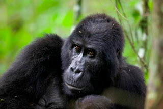 How To Book Gorilla Tracking permit