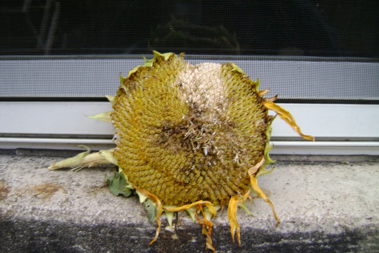 next year's sunflowers