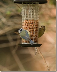birds and feeders-2