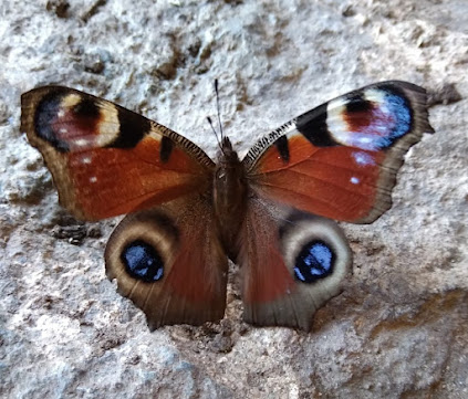 A Peacock butterfly in the workshop.