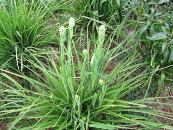 petani penyangga ketahanan pangan Mengenal Bunga Sedap Malam 