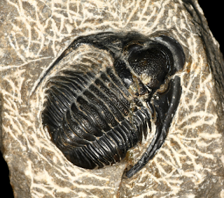 In the Canadian Rockies, a Major Fossil Find Intensifies the Object of Darwin’s Doubt