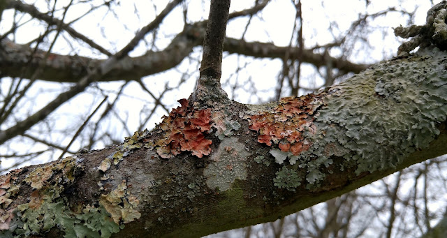 Lichon on the tree #nature