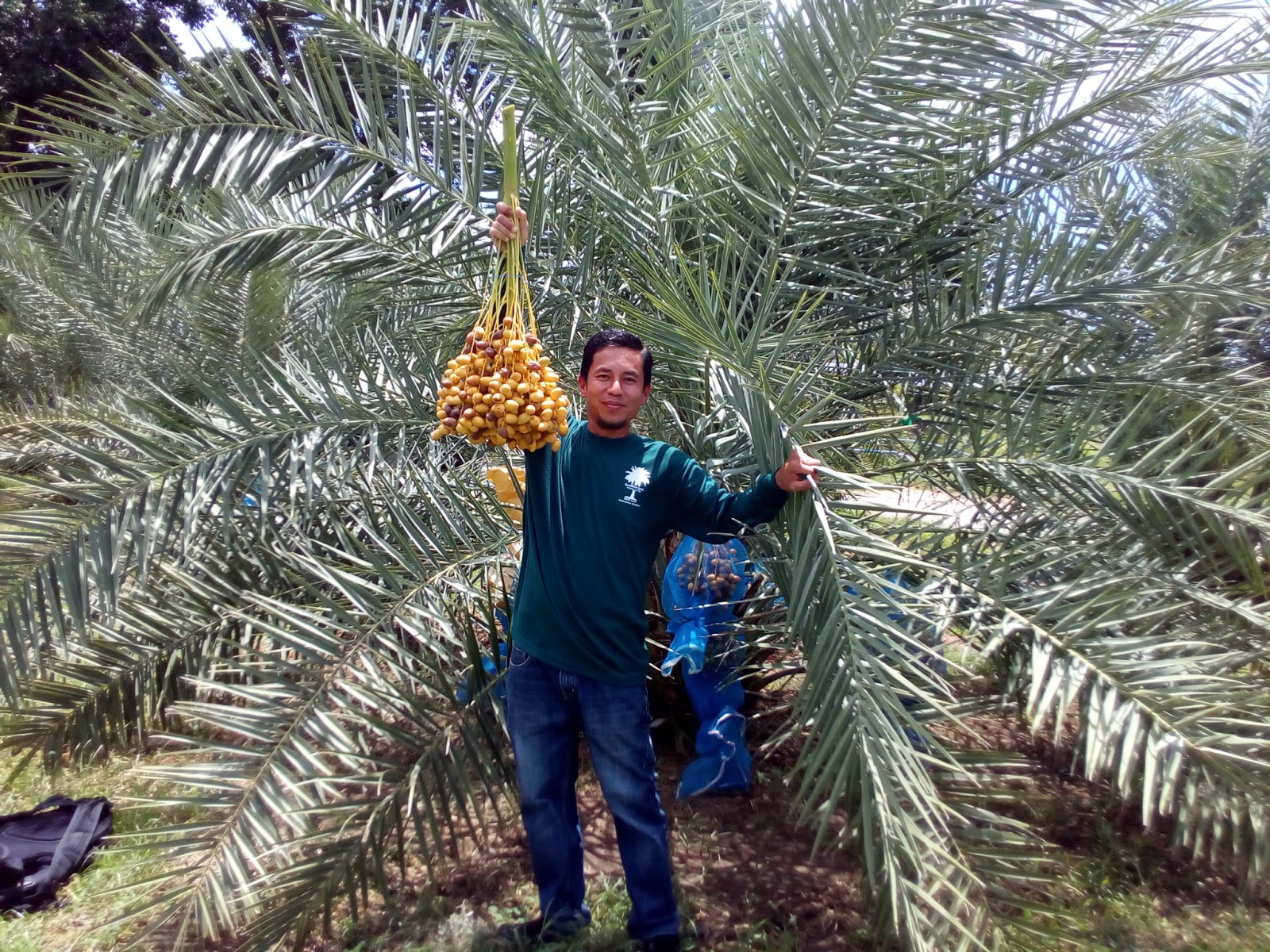 Jambu Madu Dan bibit Kurma KL 1 Thailand, BIBIT KULTUR 