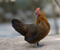 Ayam Betina