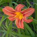 Day Lily Orange Flower