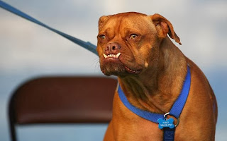 Pabst a Boxer Mix won the overall ugliest dog in the world title in 2009