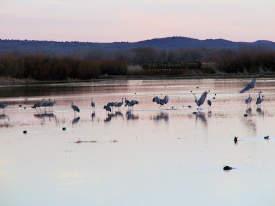 Bosque del Apache: Sandhill cranes home for the evening