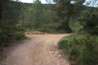 ARBRES SINGULARS A L'ALBÀ-AIGUAMÚRCIA-ALT CAMP, Camí entre la zona dels Abellons i la zona de Cal Bernat