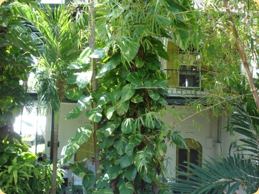 Beautiful Key West 011