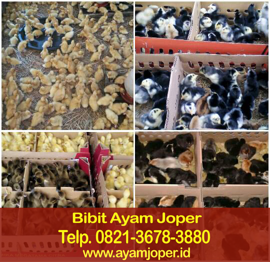 Jual Doc Ayam Kampung Super Tasikmalaya 