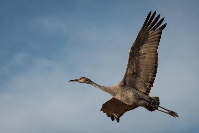 Sandhill Crane, Bosque del Apache National Wildlife Refuge