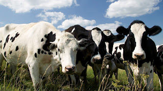 vacas animales en la natureleza