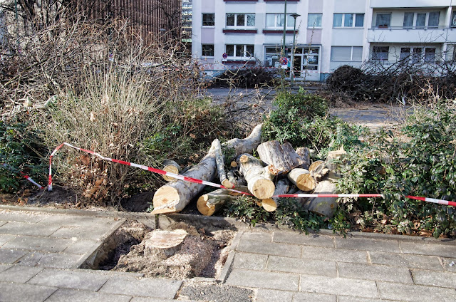 Baustelle Baumfällarbeiten, Otto-Braun-Straße / Mollstraße, 10178 Berlin, 13.02.2014