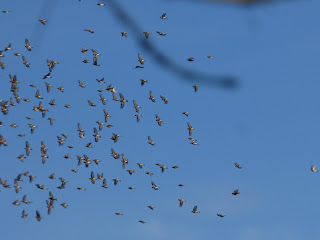 Bramblings