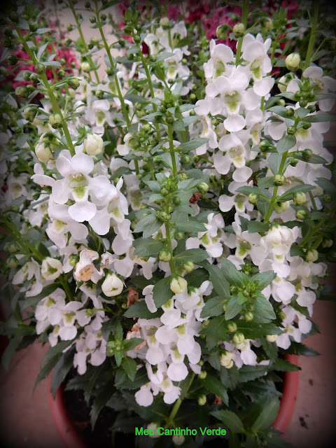 ANGELÔNIA - ( Angelonia angustifolia )