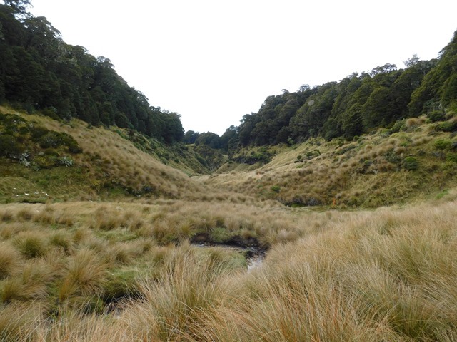 2018-04-13_085734_NZ SI Tableland Circuit_DSCN8140