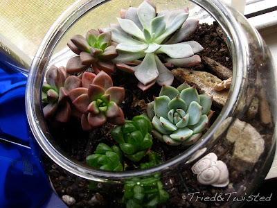 Planting Succulents with Tried & Twisted