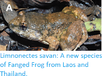 https://sciencythoughts.blogspot.com/2019/06/limnonectes-savan-new-species-of-fanged.html