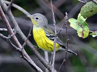 Magnolia Warbler