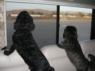 Skruffy and Bubba, California Desert