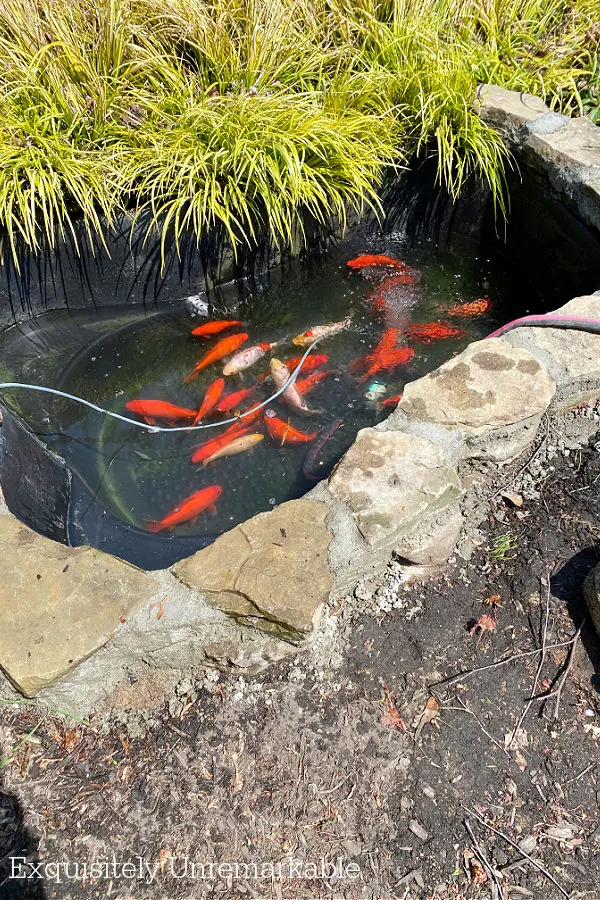 Backyard Goldfish Pond