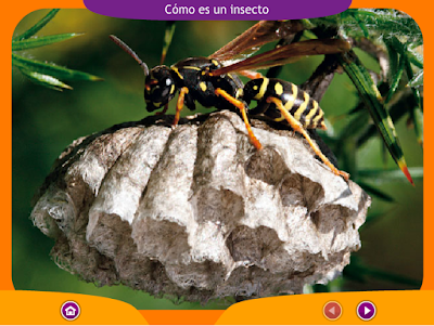 http://www.ceiploreto.es/sugerencias/juegos_educativos_5/4/2_Como_es_un_insecto/index.html