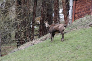 face à face avec un chamois, Villaz-Evolène