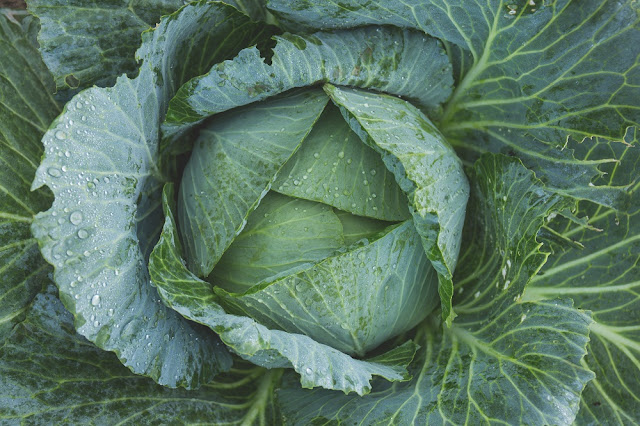 A full head of Jersey Wakefield cabbage, ready too harvest.