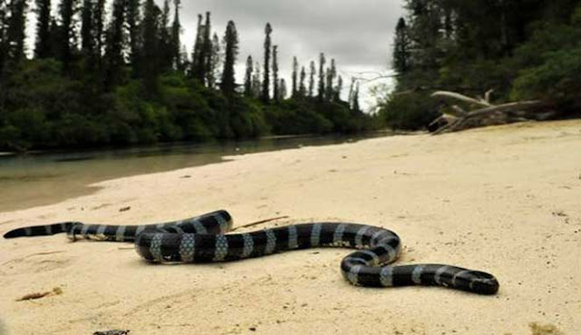 ULAR LAUT PALING BERBISA DI INDONESIA