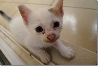 white kitten