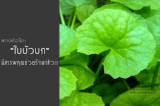   ใบบัวบก ภาษาอังกฤษ, ใบบัวบก แปล อังกฤษ, สมุนไพรใบบัวบก สรรพคุณ, น้ำใบบัวบก ภาษาอังกฤษคือ, ใบ บัวบก สรรพคุณ เป็น ภาษา อังกฤษ, ใบบัวบก ภาษาญี่ปุ่น, ใบบัวบก ภาษาจีน, gotu kola อ่านว่า, แก้ช้ําใน ภาษาอังกฤษ